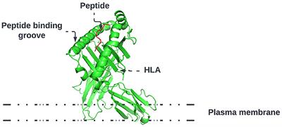 In silico antibody-peptide epitope prediction for personalized cancer therapy